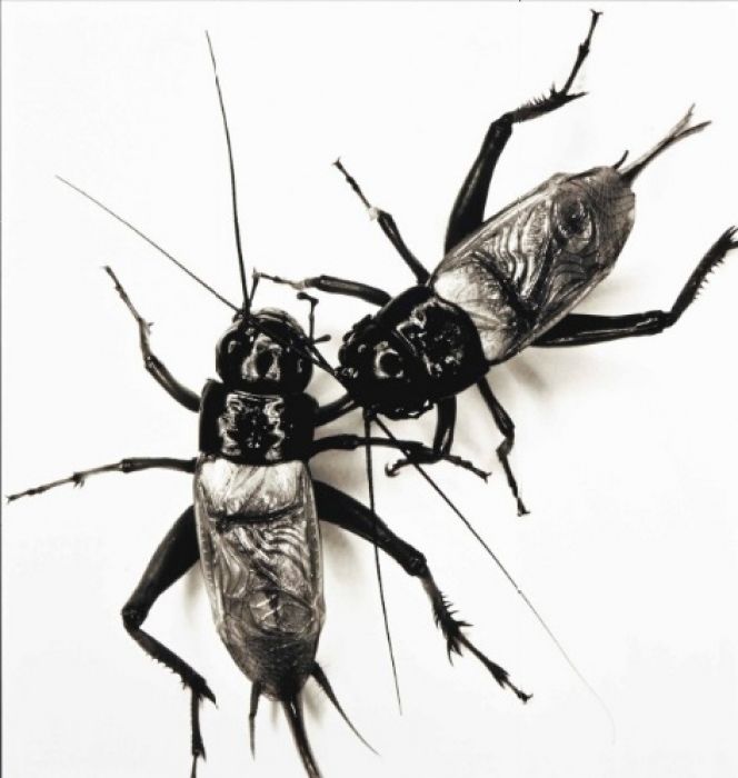 American Photographer Irving Penn’s Work Two fighting crickets Was Sold for 68,500 Pounds