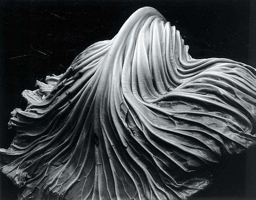 Edward Weston's Contemporary Photography - Cabbage leaf 1931