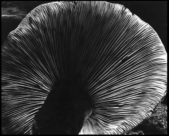 Edward Weston's Contemporary Photography - Mushroom 1940