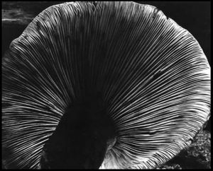 Contemporary Artwork by Edward Weston - Mushroom 1940