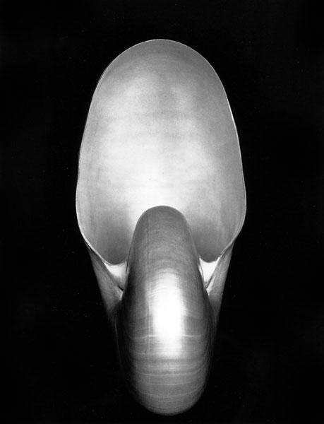Edward Weston's Contemporary Photography - Nautilus 1927