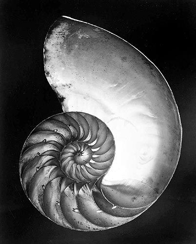 Edward Weston's Contemporary Photography - Shell 1927(1)