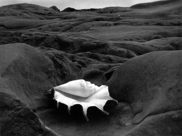 Edward Weston's Contemporary Photography - Shell and rocks arrangement 1931