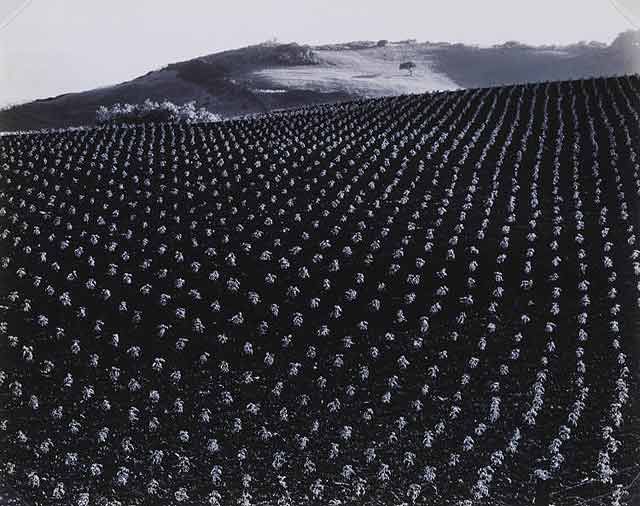 Edward Weston's Contemporary Photography - Tomato field 1937