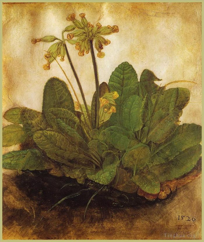 Albrecht Durer Various Paintings - Primula