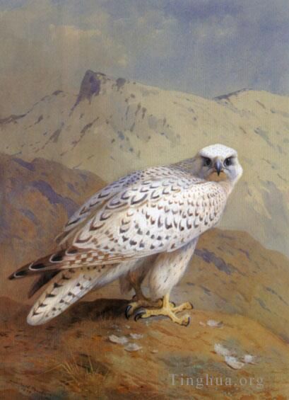 Archibald Thorburn Oil Painting - A Greenland or Gyr Falcon