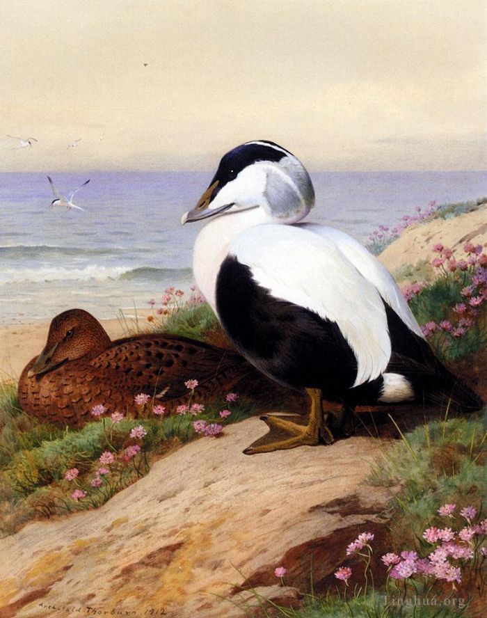 Archibald Thorburn Oil Painting - Common Eider Ducks