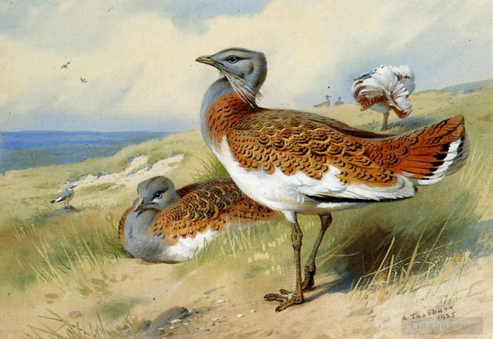 Archibald Thorburn Oil Painting - Great Bustards