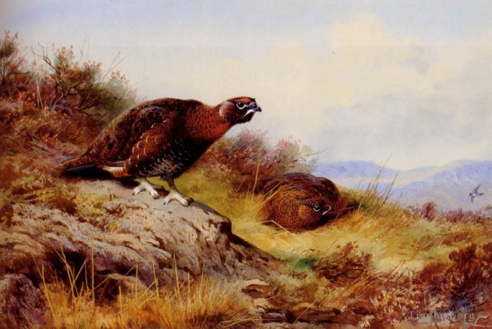 Archibald Thorburn Oil Painting - Red Grouse On The Moor