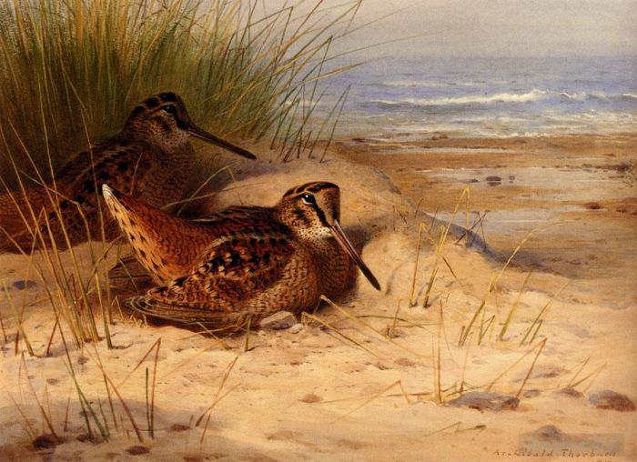Archibald Thorburn Oil Painting - Woodcock Nesting On A Beach