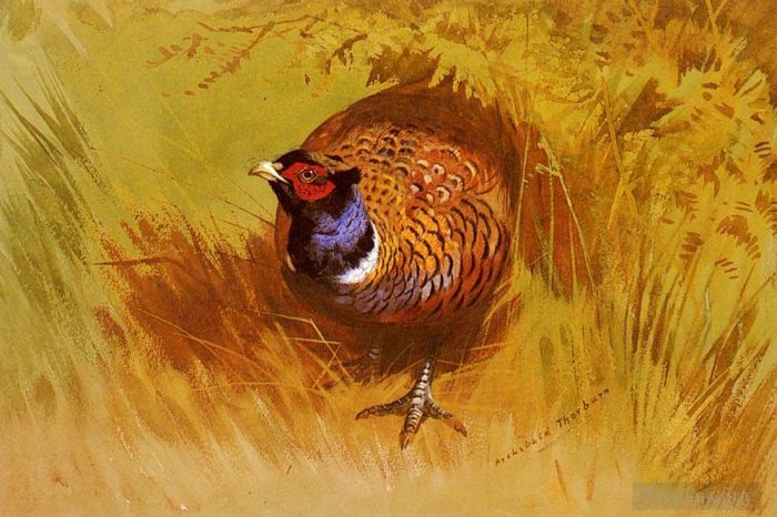 Archibald Thorburn Various Paintings - A Cock Pheasant