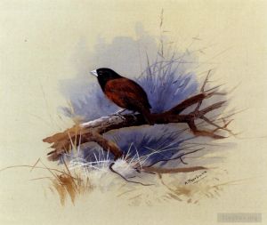 Artist Archibald Thorburn's Work - A Nepalese Black Headed Nun In The Branch Of A Tree