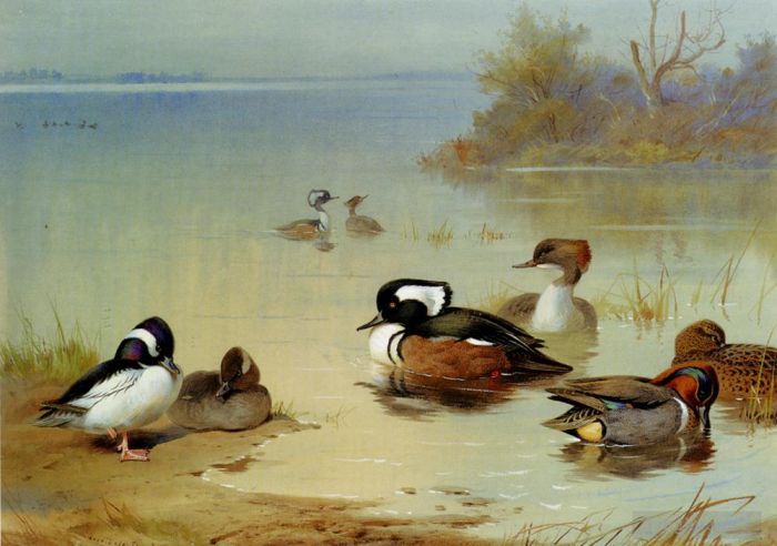 Archibald Thorburn Various Paintings - Buffel Headed Duck American Green Winged Teal And Hooded Merganser