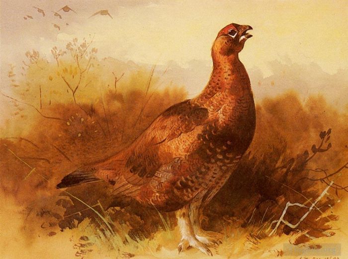 Archibald Thorburn Various Paintings - Cock Grouse