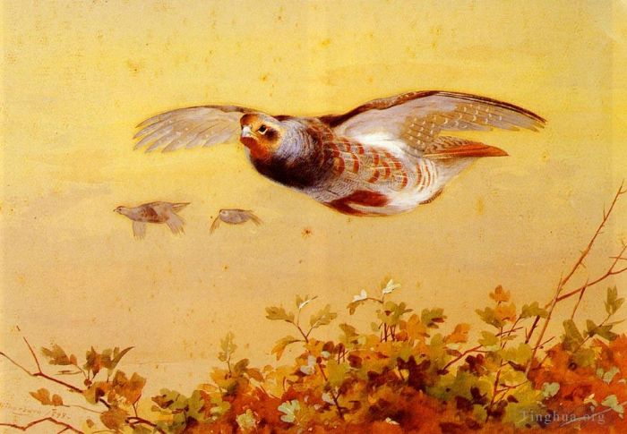 Archibald Thorburn Various Paintings - English Partridge In Flight