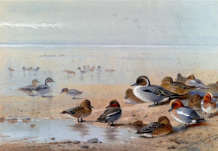Archibald Thorburn Various Paintings - Pintail Teal And Wigeon On The Seashore