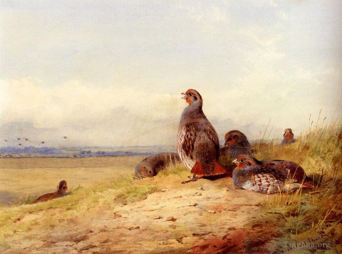 Archibald Thorburn Various Paintings - Red Partridges