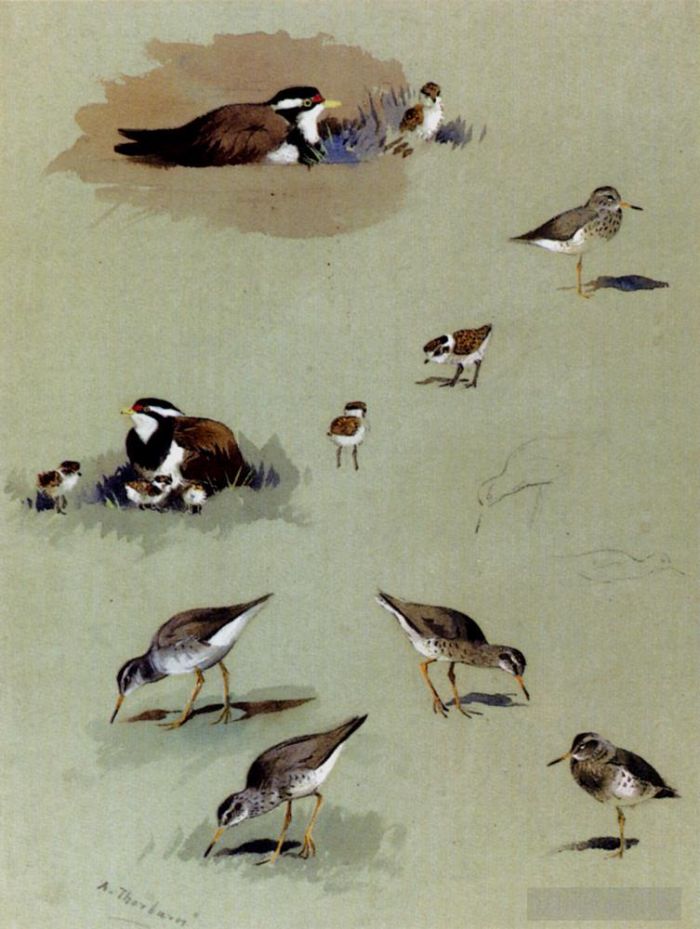 Archibald Thorburn Various Paintings - Study Of Sandpipers Cream Coloured Coursers And Other Birds