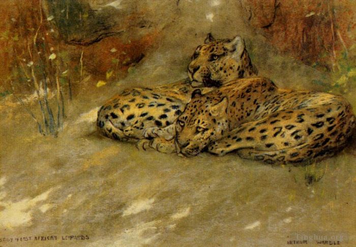 Arthur Wardle Oil Painting - Study Of East African Leopards