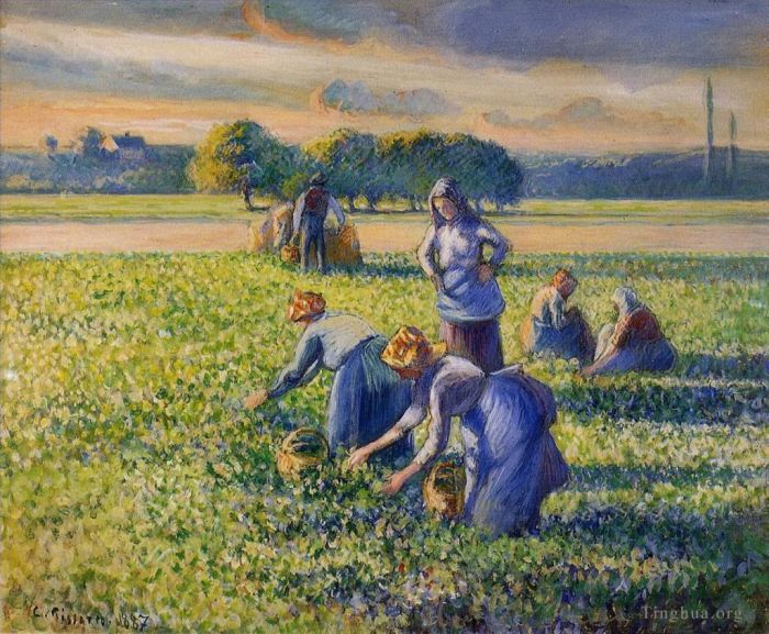 Camille Pissarro Oil Painting - Picking peas