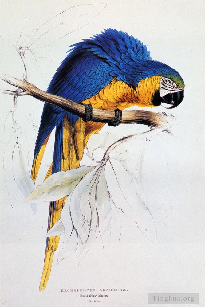 Edward Lear Various Paintings - Blue And Yellow Macaw
