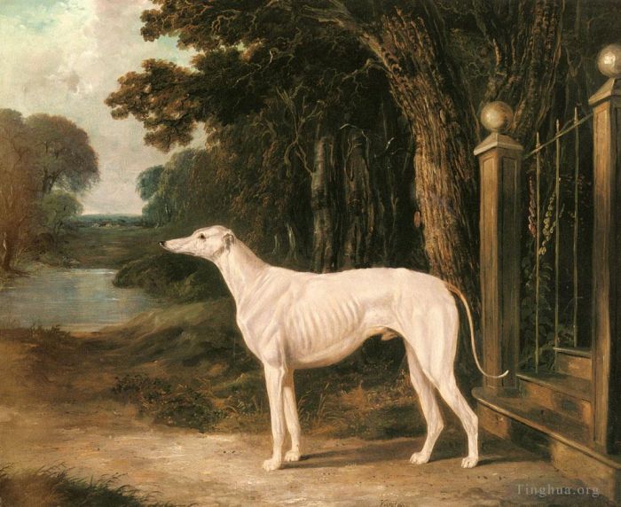 John Frederick Herring Sr Oil Painting - Vandeau A White Greyhound 2