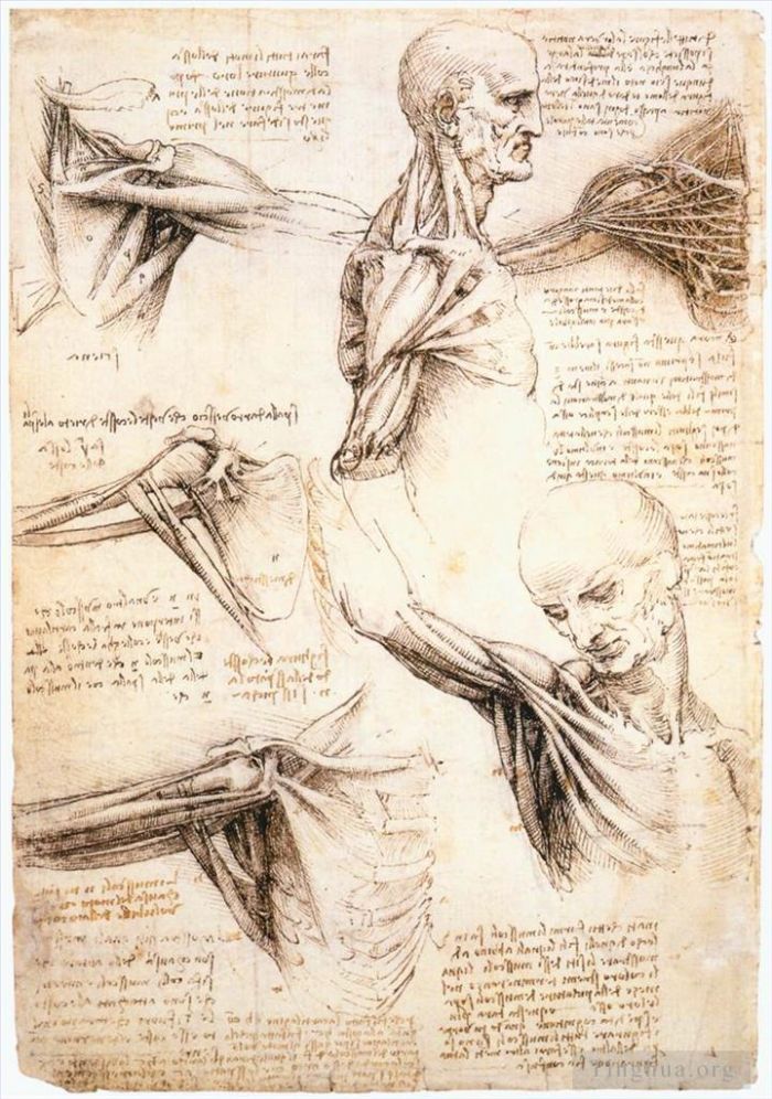 Leonardo da Vinci Various Paintings - Anatomical studies of the shoulder