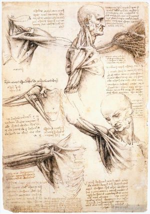 Artist Leonardo da Vinci's Work - Anatomical studies of the shoulder