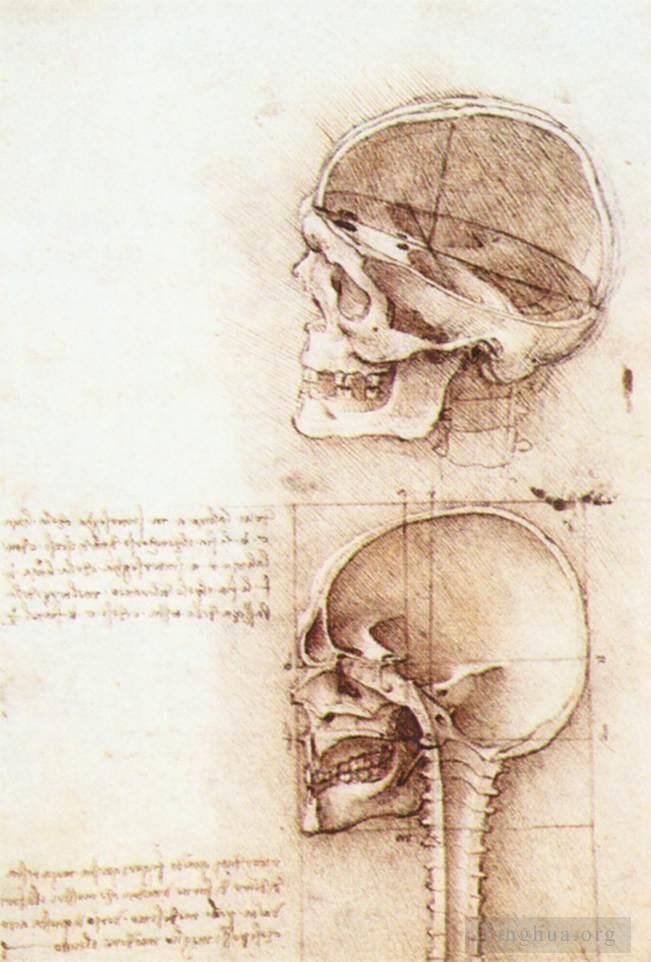 Leonardo da Vinci Various Paintings - Studies of human skull