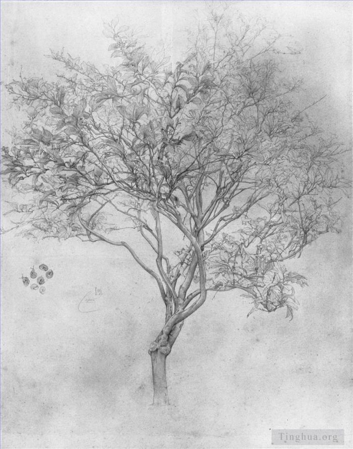Frederic Leighton Various Paintings - Study of a Lemon Tree