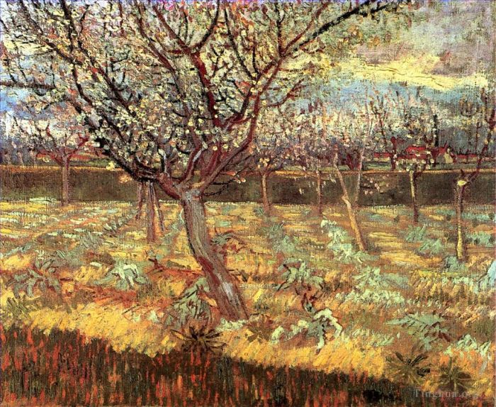 Vincent van Gogh Oil Painting - Apricot Trees in Blossom