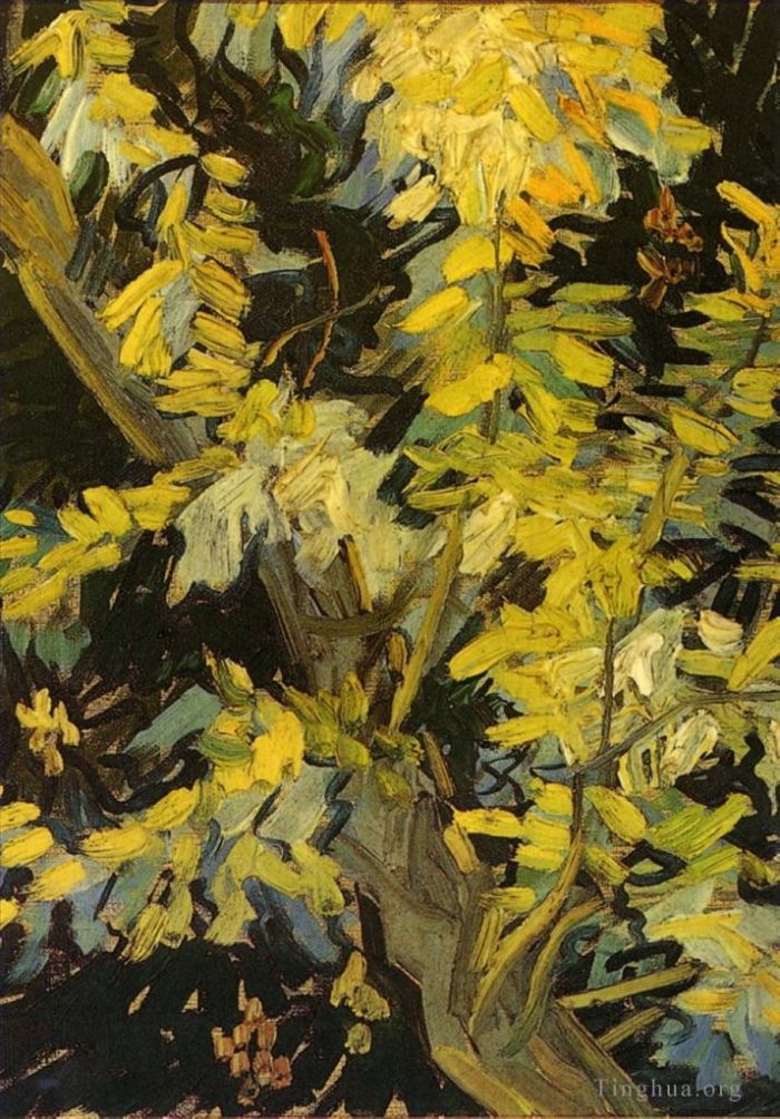 Vincent van Gogh Oil Painting - Blossoming Acacia Branches