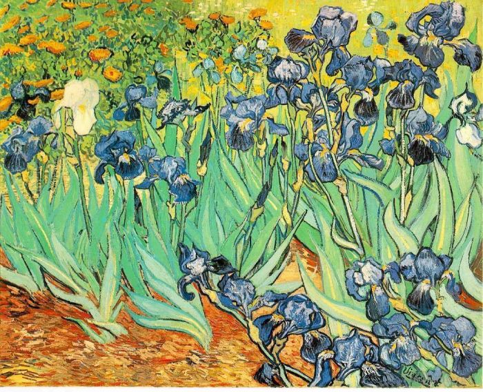 Vincent van Gogh Oil Painting - Irises